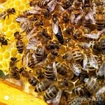 Пчелиные матки. Бджоломатки