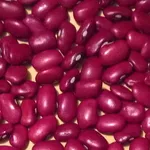 Високоякісна сортова квасоля. Великий вибір відбірних сортів