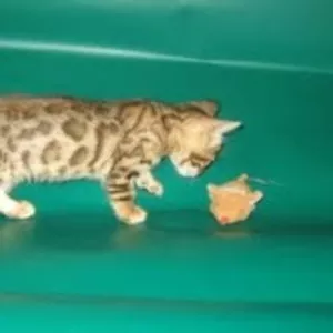 Питомник  бенгальских кошек,  предлагает  котят леопардового окраса.