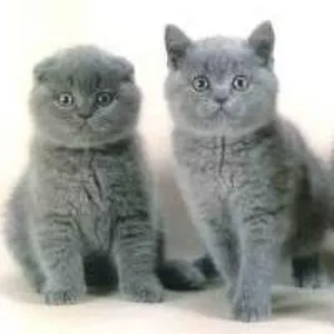 продается шотландская вислоухая и британская котята