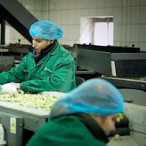 Рабочие На Фабрику Сортировки Овощей и Фруктов в Польше
