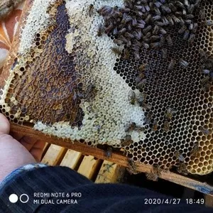 Продаються бджоломатки карпатка,  Червеньово