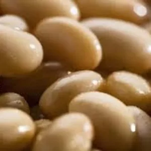 Закупівля квасолі для переробки та консервування