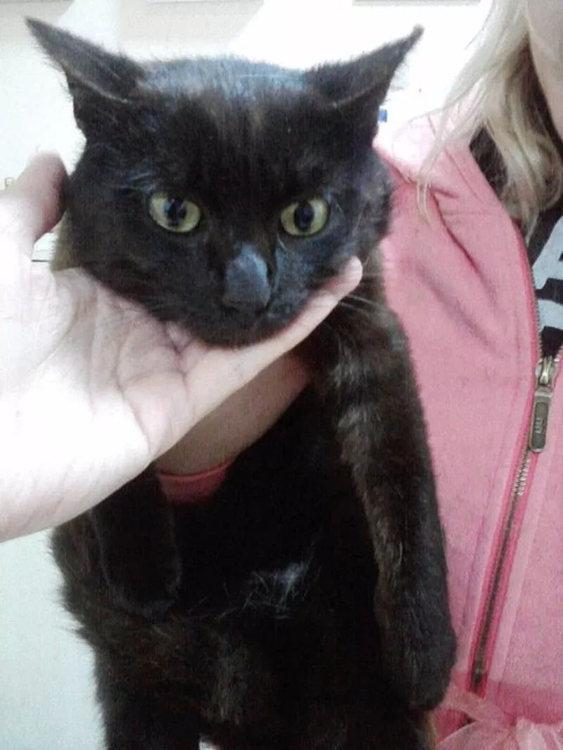 Віддається чорний кіт з білим пятном Марсік 3