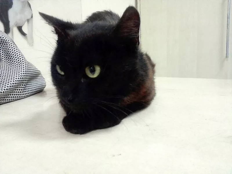 Віддається чорний кіт з білим пятном Марсік 4