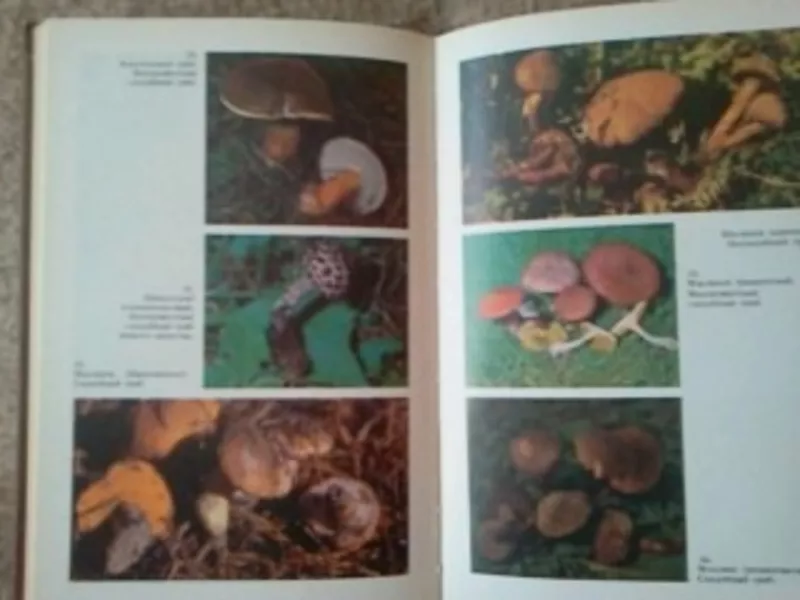 Справочник.Съедобные и ядовитые грибы Карпат 2