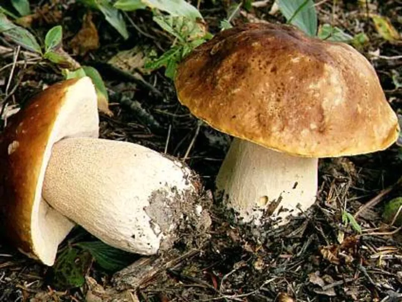 Справочник.Съедобные и ядовитые грибы Карпат 3