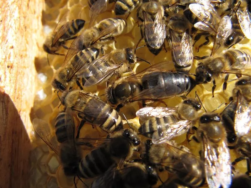 Карпатские пчеломатки 4