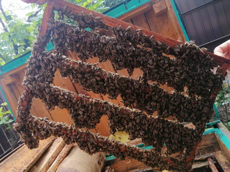Пчелиные матки. Бджоломатки 2