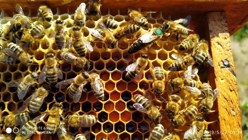 Пчелиные матки. Бджоломатки 3