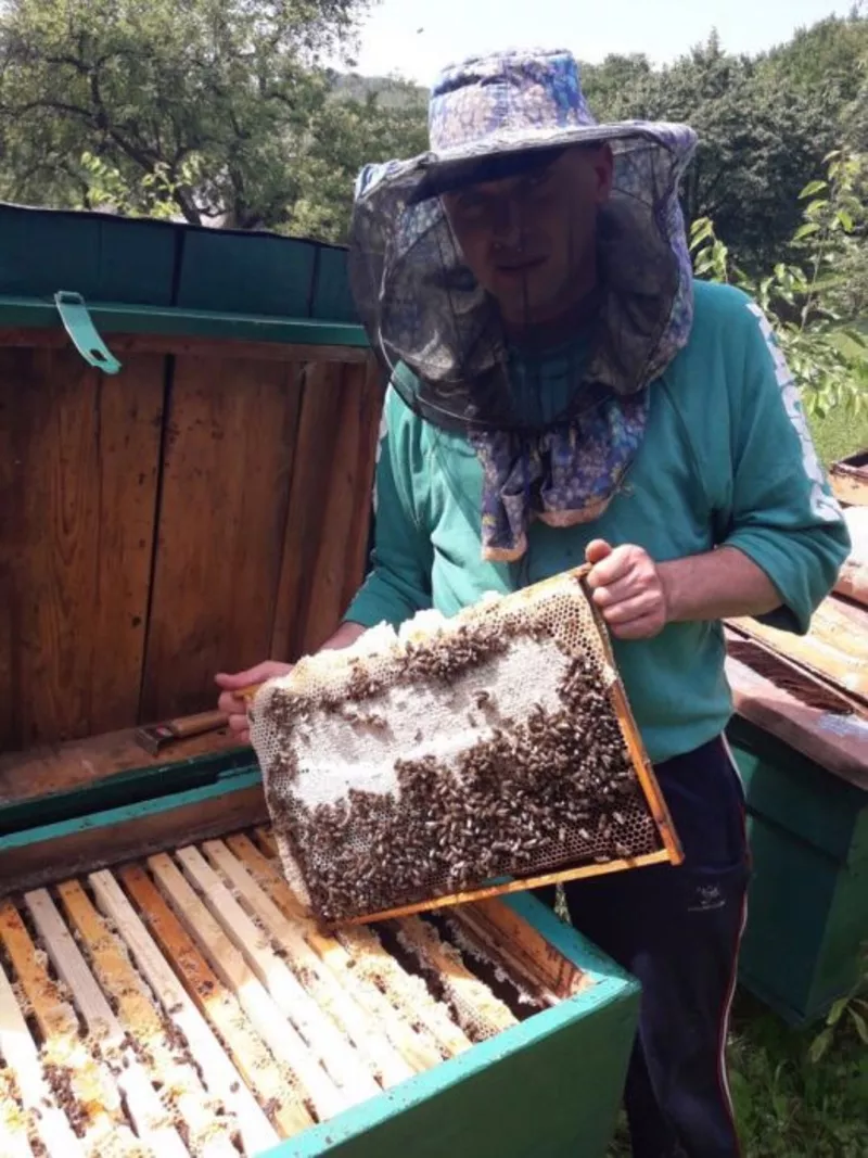 Пчелиные матки. Бджоломатки 4