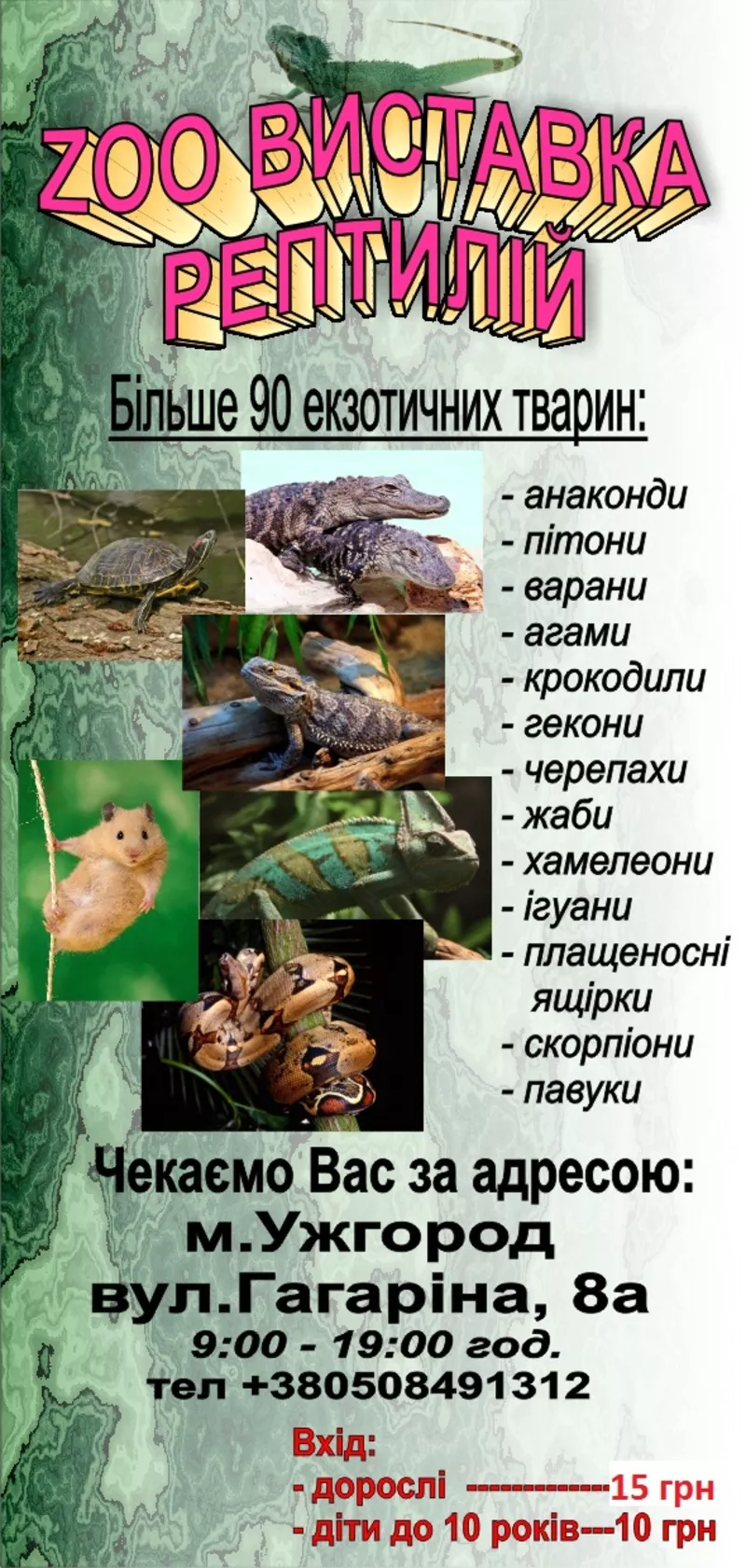 Ручные ящерицы: игуана,  хамелеон,  бородатая агама,  варан и др 